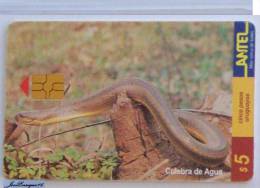 TC 83a VIPER URUGUAY REPTILES - CULEBRA DE AGUA - HELICOPS INFRATAENIATUS - Uruguay