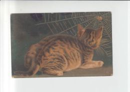 Spider And Cat, Spinne,araignée, Toile D´araignée, Spinnennetz Unused Pc (zi406) Un Signed - Insetti