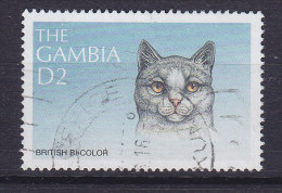 Gambia 1997 Mi. 2916     2 D Katzenrassen Cat Katze British Bi-color - Gambia (1965-...)