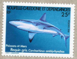Nelle CALEDONIE : Poissons : Carcharhinus Amblyrhynchos (Requin Gris De Récif, Requin Dagsit, Etc) - Squale - - Neufs