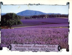 (782) Australia - TAS - Nobowla Lavender Fields - Altri & Non Classificati