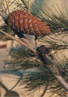 LES BELLES IMAGES DE PROVENCE - La CIGALE De PROVENCE, Sur Sa Branche Devant Une Pomme De Pin - Non Circulée - Insects