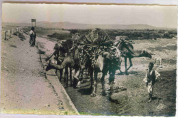 ALGERIE - SCENES ET TYPES - Caravane Se Désaltérant à Un Point D'eau - Szenen