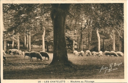 22 Les  CHATELETS -    Les  Moutons Au Paturage - Other & Unclassified