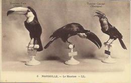 CPA De MARSEILLE - Le Muséum (n° 3) - Toucans. - Museen