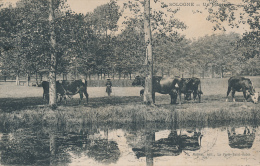 SOLOGNE - Un Paturage - La Ferte Saint Aubin