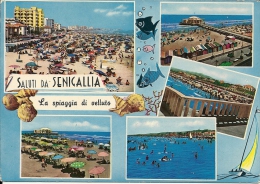 Saluti Da Senigalia (MARCHE) Anni 60 - Senigallia