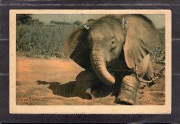 43602    Ciad,   Un  Jeune  Elephant  Du  Tchad,  VGSB - Ciad