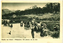 Missiën Van Scheut: Philippijnen. Het Planten Van De Rijst. - & Farmer - Philippines