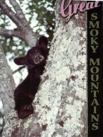 (161) Black Bear - Ours Noir - Ours