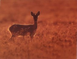 (310) Gazelle Ou Biche - Deer - Insectes