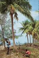 (620) Sunny Caribbean - Coconut Grove - Otros & Sin Clasificación