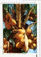 BAHAMAS   -  NASSAU -      Coconut Cluster - Bahamas