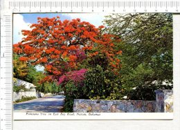 BAHAMAS   -  NASSAU -      Poinciana Tree On East Road - Bahamas