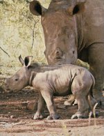 (602) Rhinoceros And Baby - Neushoorn