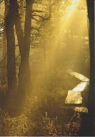 Finland Postcard Forest At Sunrise - Trees * * - Ganzsachen