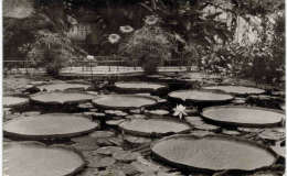 Allemagne - Berlin Dahlem - Botanischer Garten - Victoria Regia Lindl - Dahlem