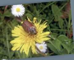 (333) Animal - Insect On Flower - Insects