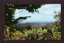 Puerto Rico - El Yunque - Tropical Rain Forest - African Tulip Tree - Banana Fronds - Puerto Rico