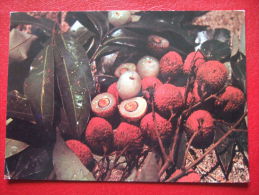 Delcampe - ILE DE LA REUNION - BOUQUET DE LETCHIS - - Saint Denis