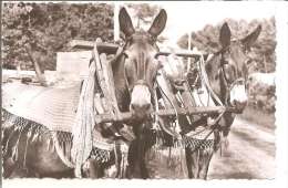 ATTELAGE DE MULES - Vieux Boucau Les Bains (landes) - N°1041 - Spannen