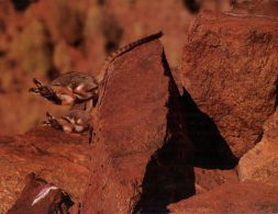 (836) Australia - Rock Wallibies (Kangaroo) - Outback