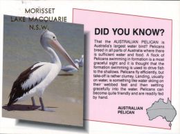 (836) Australia - Pelican - Did You Know - Outback