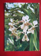 ILE DE LA REUNION  - " ORCHIDEE " - - Saint Denis