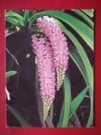 ILE DE LA REUNION  - " ORCHIDEE AERIDEE " - - Saint Denis