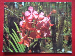 ILE DE LA REUNION  - " ORCHIDEE " - - Saint Denis