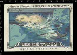 Old Original Swiss Poster Stamp (advertising Cinderella, Label) Marine Mammals,  Beluga Whale, Weißwal, Delphin - Wale