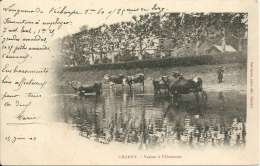 89 CHARNY  - Vaches à L'Abreuvoir - Charny