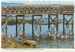 A Tourist Stops To Feed The Gulls, In Beautiful Nova Scotia [Shelburne] - Autres & Non Classés