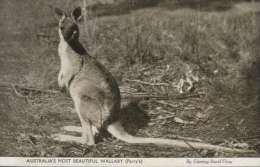 (669) Very Old Postcard - Carte Ancienne - Australia - Wallaby Kangaroo - Outback