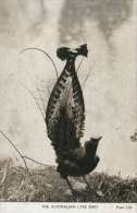 (669) Very Old Postcard - Carte Ancienne - Australia - Lyre Bird - Outback