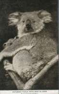 (669) Very Old Postcard - Carte Ancienne - Australia - Victoria Koala & Baby - Outback