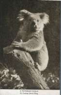 (669) Very Old Postcard - Carte Ancienne - Australia - Victoria Koala - Outback