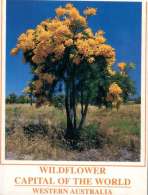 (669) Australia - WA - Wildflowers - Autres & Non Classés