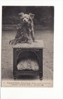 Carte 1910 BOURG LA REINE /  "bois Fleuri" ,maison D'André Theuriet "titi Lolo" (chien) Favori Du Poële - Bourg La Reine
