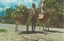 Haiti  - Paysanne En Route Pour Le Marché      S-123 - Haiti