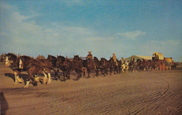 Canada Twenty Two Clydesdales Percherons And Belgians Pulling Freight Wagon Saskatchewan - Andere & Zonder Classificatie