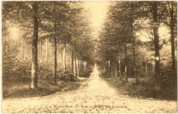 Notre-Dame-au-Bois - Drève Des Capucins - Overijse