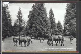 CHEVAUX DES FRANCHES MONTAGNES - TB - Otros & Sin Clasificación