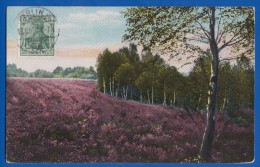 Deutschland; Lüneburger Heide; Birkenmotiv Bei Wienhausen Celle; 1910 - Lüneburger Heide