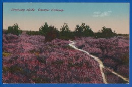 Deutschland; Lüneburger Heide; Einsamer Heideweg - Lüneburger Heide