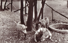 Campeercentrum De Koekendaal - Doetinchem