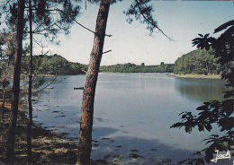 CP COMBRIT 29 FINISTERE LES RIVES DE L'ODET - Combrit Ste-Marine