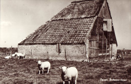 Schapenboet - Texel