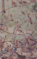 Télécarte Brésil - OISEAU Passereau - Bird Brazil Phonecard -  Vogel Telefonkarte - 2406 - Zangvogels