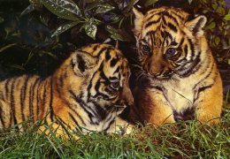 PETITS TIGRES DU BENGALE NES A THOIRY. ....CPM - Tigers